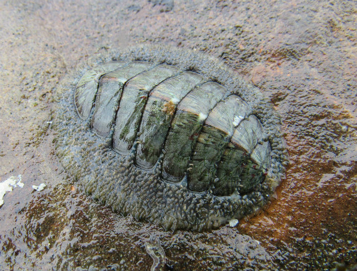 Mossy Chiton